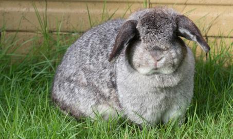 兔子的肥胖
