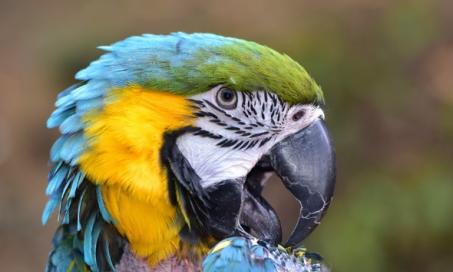 Parasitic Feather Mites in Birds | PetMD