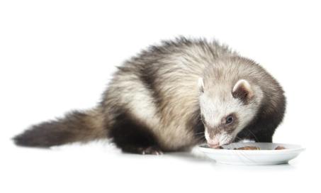 What Do Ferrets Eat? A Guide to Feeding Your Ferret