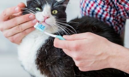 How Often Should You Brush Dog Teeth and Cat Teeth?