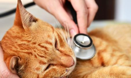 Cat Leukemia (Feline Leukemia Virus)