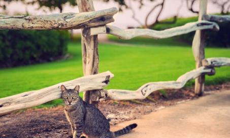 拉斯维加斯救援组织修复了第35000只野猫
