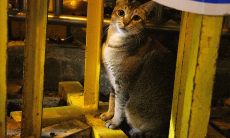Feral Cats and Wildlife – Are the Cats as Bad as ‘They’ Say?