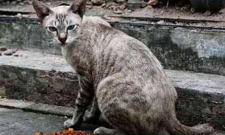 Understanding and Caring for Feral Cats