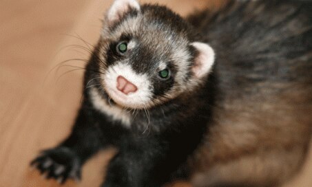 Excessive Weight in Ferrets
