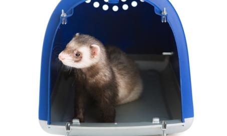 Cost of Caring for a Ferret
