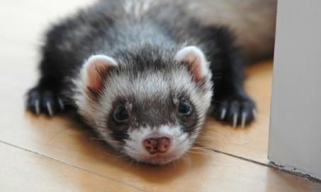 Ferret Care: How to Protect Your Ferret Against Fleas