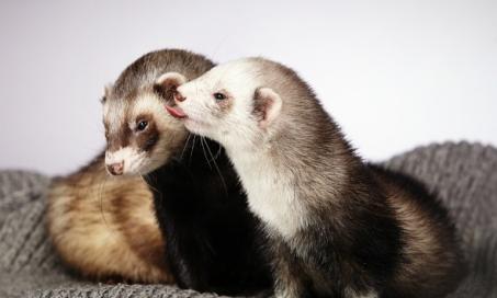 Are There Different Types of Ferrets?