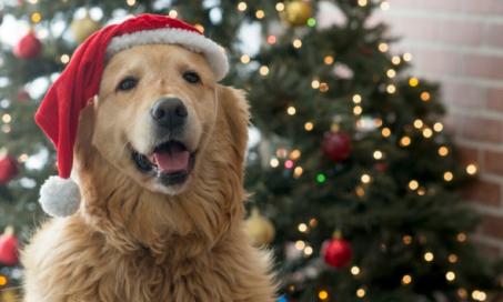 给宠物父母的狗狗圣诞树安全提示