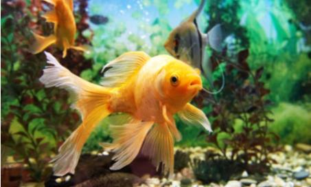 Swim Bladder Disorders in Fish