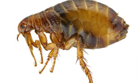 关于跳蚤幼虫你需要知道的6个事实