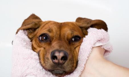 Types of Flea & Tick Control Products