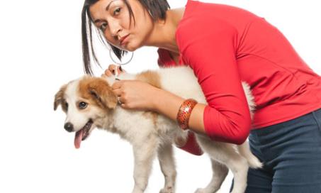 Safety Tips for Using Flea and Tick Product on Dogs