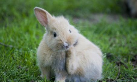 safe flea treatment for rabbits