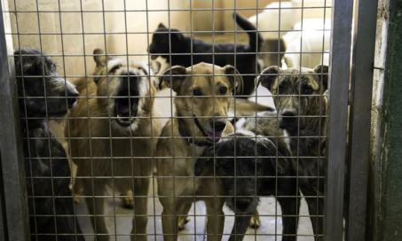 Over 100 Cats and Dogs Saved From Top Floor of Flooding Animal Shelter