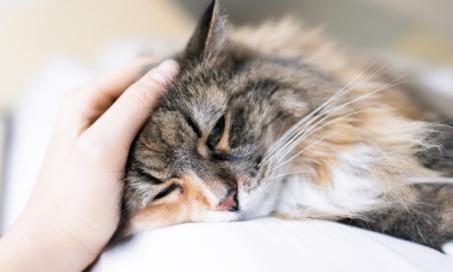 Is CBD Safe for Cats?