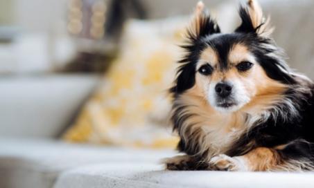 Dog Swallowed Posion - Poison Swallowed by Dog Treatment | PetMD