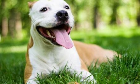 what is a diaphragmatic hernia in dogs