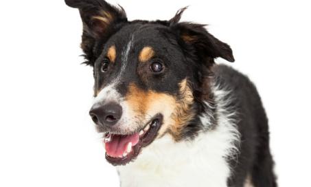 Fluid in the Lungs in Dogs