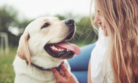 3 Reasons to Microchip Your Dog Today