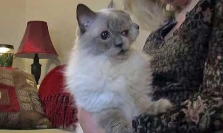 World's Oldest Two-Faced Cat Dies at 15 Years of Age