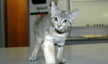 Front Leg Injury in Cats