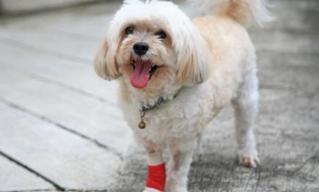 Front Leg Injury in Dogs