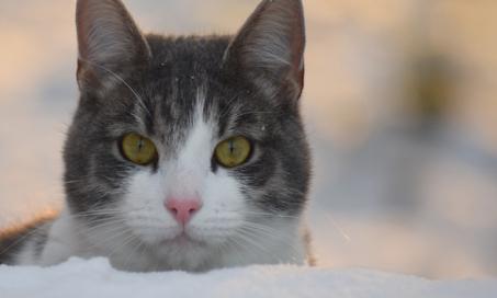 Frostbite in Cats
