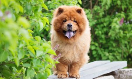 5 Fun Facts About the Chow Chow