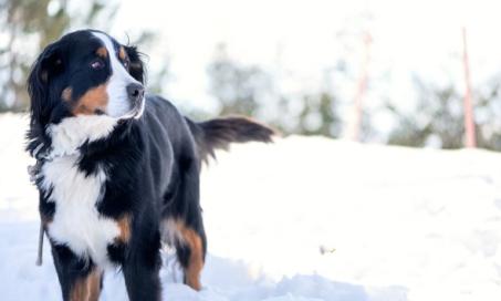 在雪地里与狗狗玩耍:在冬天与你的狗狗玩耍的方法