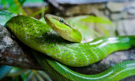 Fungal Diseases in Reptiles & Snakes