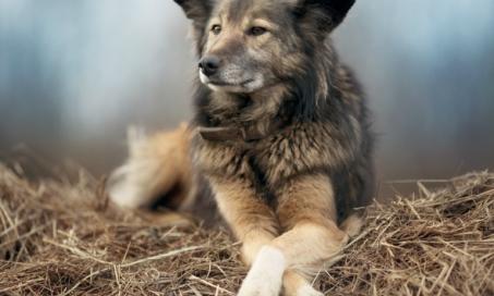 Fungal Infection (Aspergillosis) in Dogs