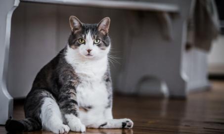 How to Help Your Cat Lose Weight and Keep It Off
