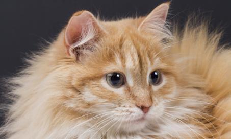 Facts About Cat Dander and Allergies