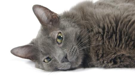 Gallbladder and Bile Duct Inflammation in Cats