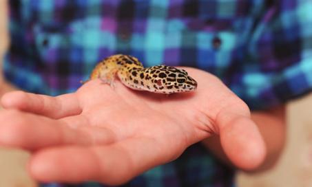 4  Diseases Your Pet Reptile Can Give You