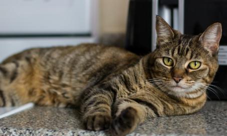 如何让你的猫远离厨房柜台吗