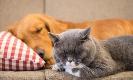 猫可以对狗过敏吗?