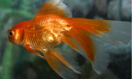 Do Goldfish Sleep?