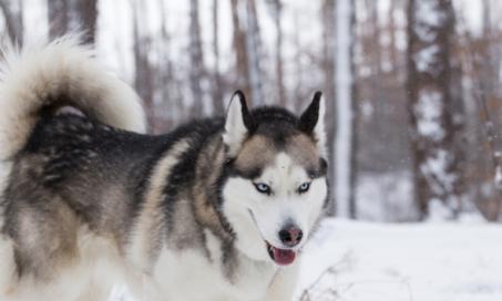 'Game of Thrones' and Huskies: The Show's Impact on the Breed                        	