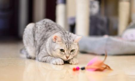 These Are the Best Cat Toys to Simulate Hunting Prey