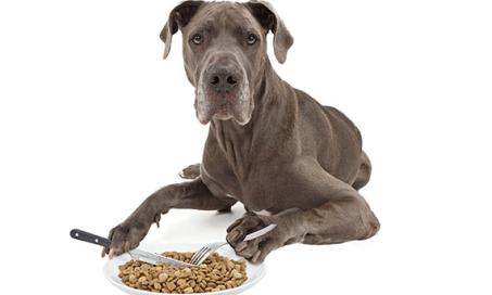 feather hydrolysate in dog food