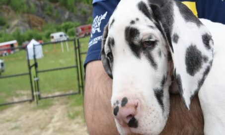 Over 80 Great Danes Rescued from 'Abhorrent' Suspected Puppy Mill