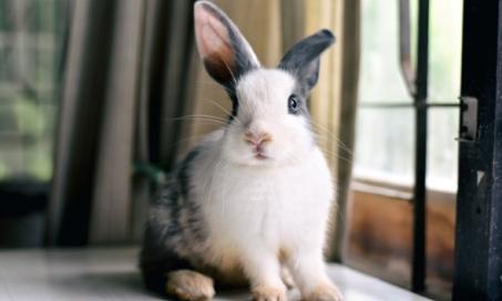 兔子护理:为你的兔子准备的急救箱