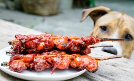 Grill Safety for Pets