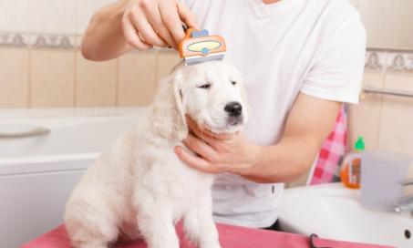 DIY Tips for Grooming a Dog at Home