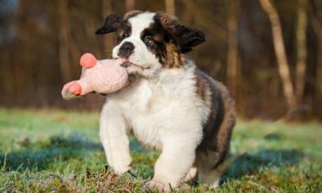 Growth in Dogs: What to Expect