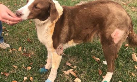California Family Returns After Camp Fire to Find Dog Guarding Neighbor’s Home