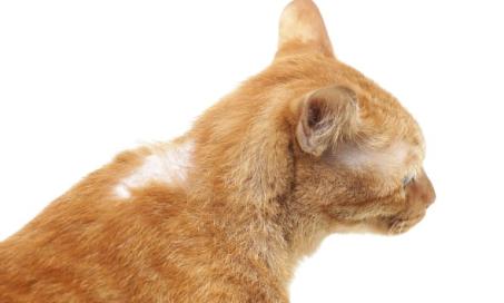 Cat Losing Hair? Here's Why | PetMD