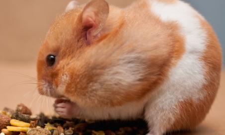 5. Sugarless Breakfast Cereals or Grains: Hamsters' Favorite.